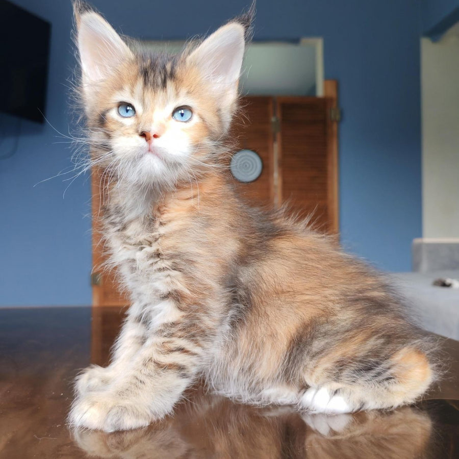 Sandra Maine Coon polydactyl 6x6x6x6 female, black tortie ticked tabby with white