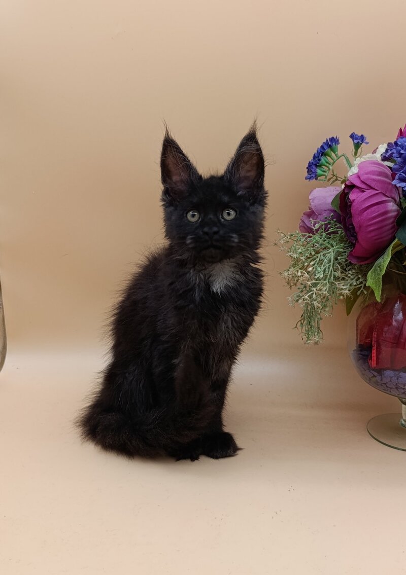 Isabelle Maine Coon female black silver - live animals