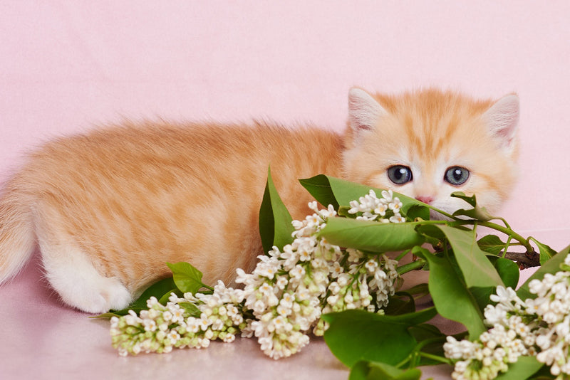 Felix British Shorthair male, chocolate golden spotted tabby