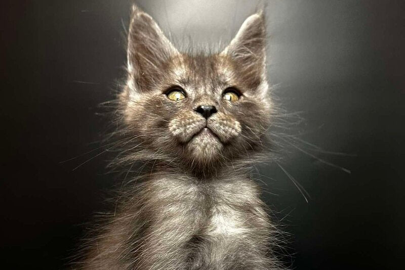 Benjamin Maine Coon male black silver - live animals