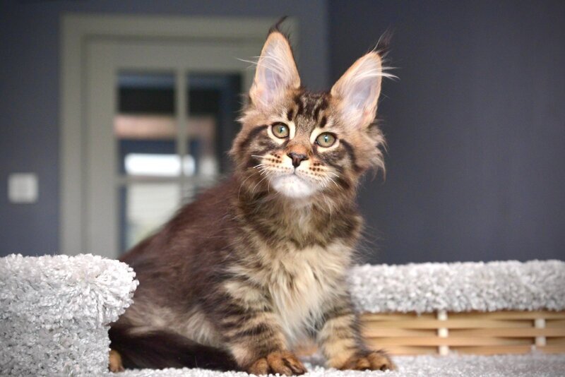 Whitewood Maine Coon male black tabby - live animals