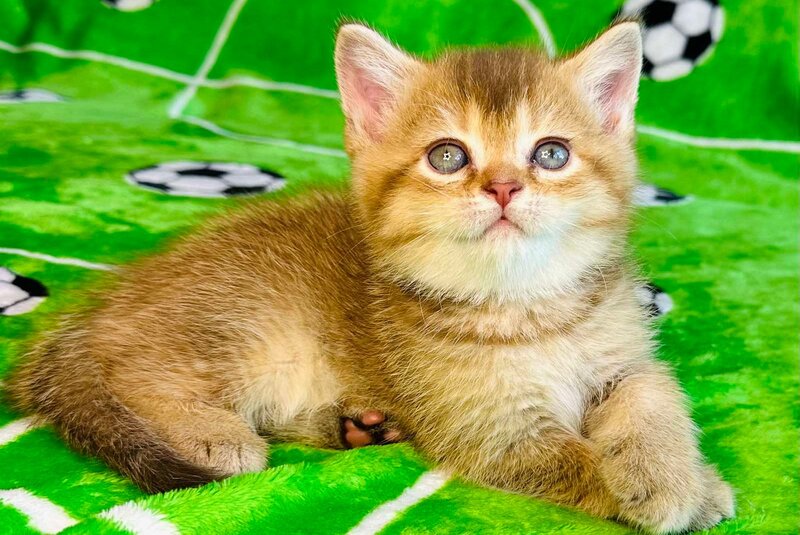 Emelia British Shorthair female, chocolate golden ticked tabby