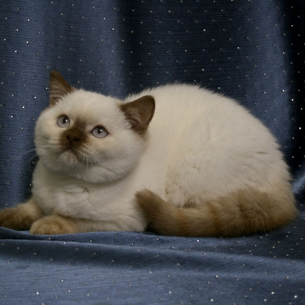 Myata British Shorthair female, cinnamon tortie pointed