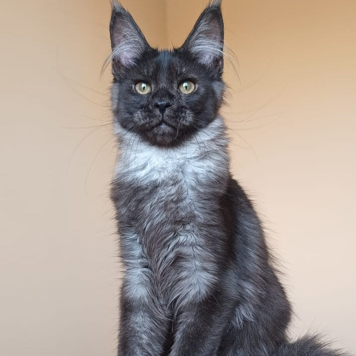 Dalaina Maine Coon female, black silver