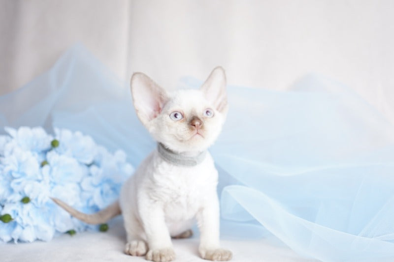 Oliver Devon Rex male, cinnamon pointed