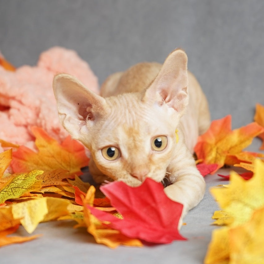 Pikachu Devon Rex male, red