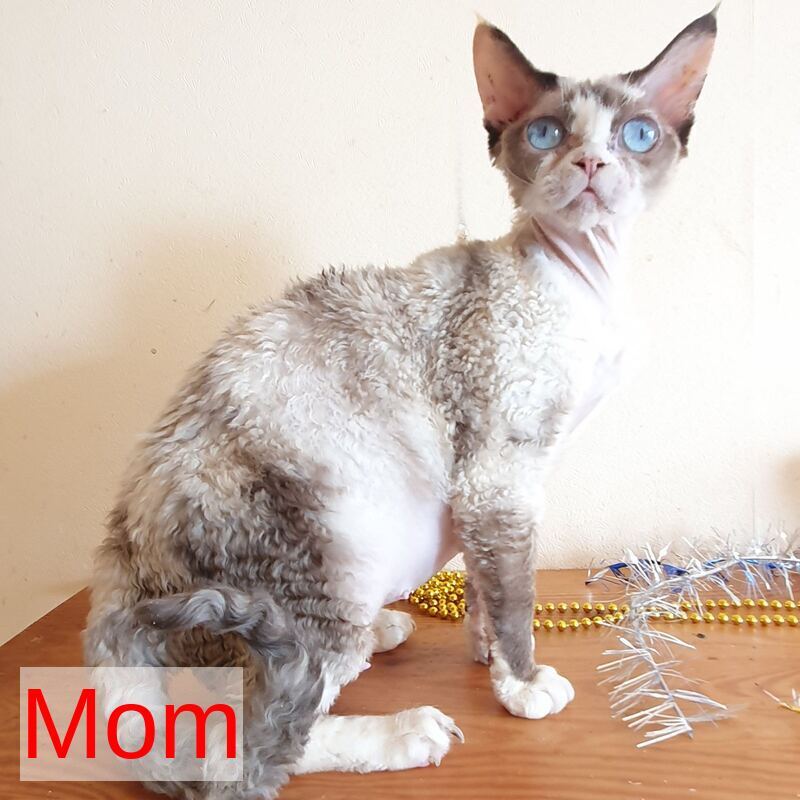 Samantha Devon Rex female black tabby pointed - live animals