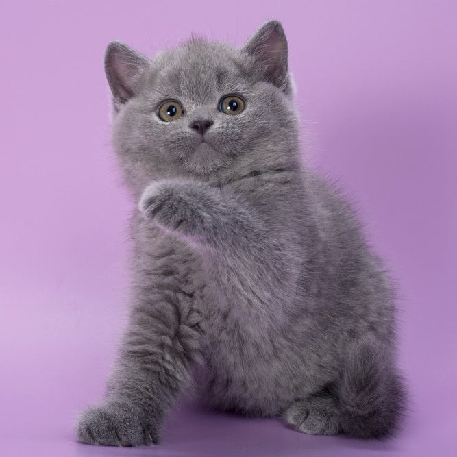 Peppa British Shorthair female, blue
