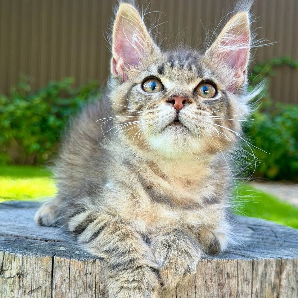 Noy Maine Coon male, black spotted tabby