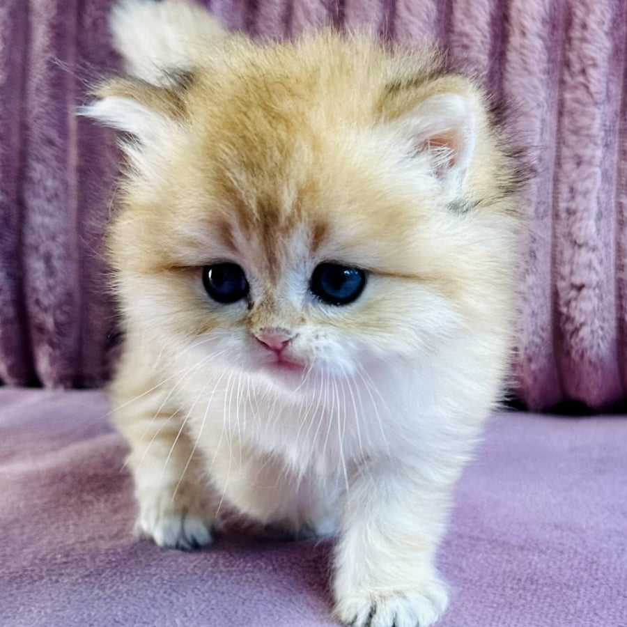 Jasmine British Longhair female, black golden spotted tabby
