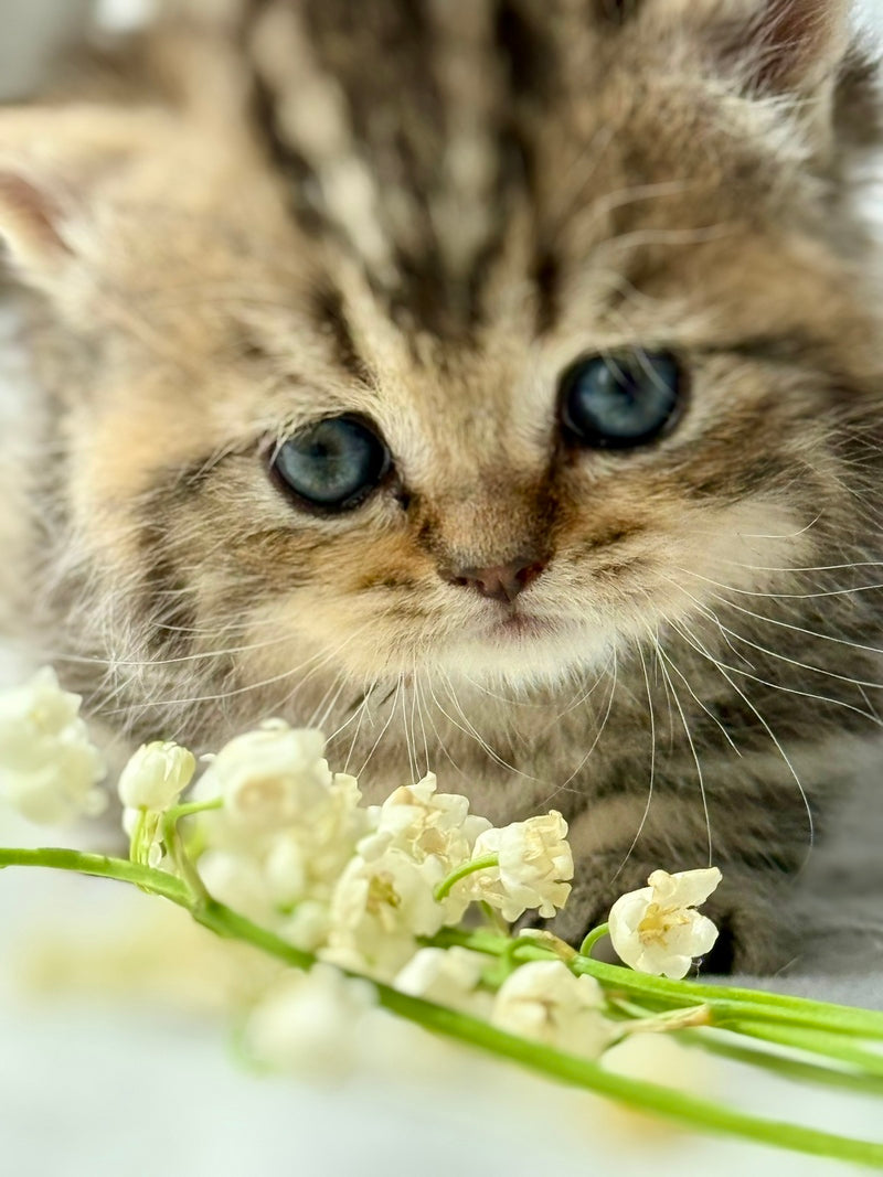 Umi Munchkin female, black tabby