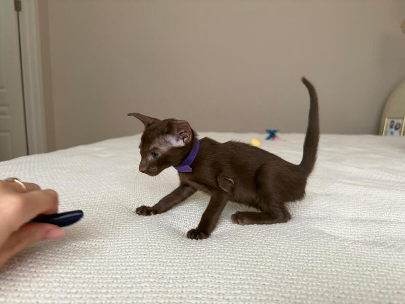 Amira Oriental Shorthair female chocolate - live animals