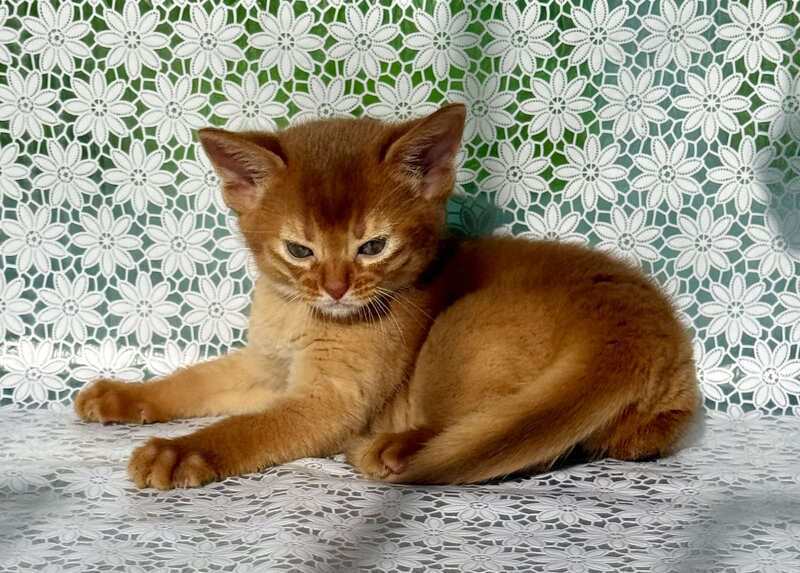 Bakara Abyssinian female sorrel - live animals