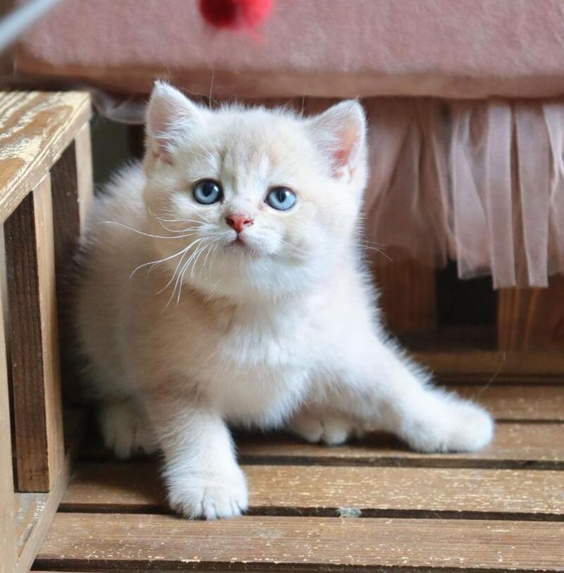 Stianly British Shorthair male, lilac golden shaded
