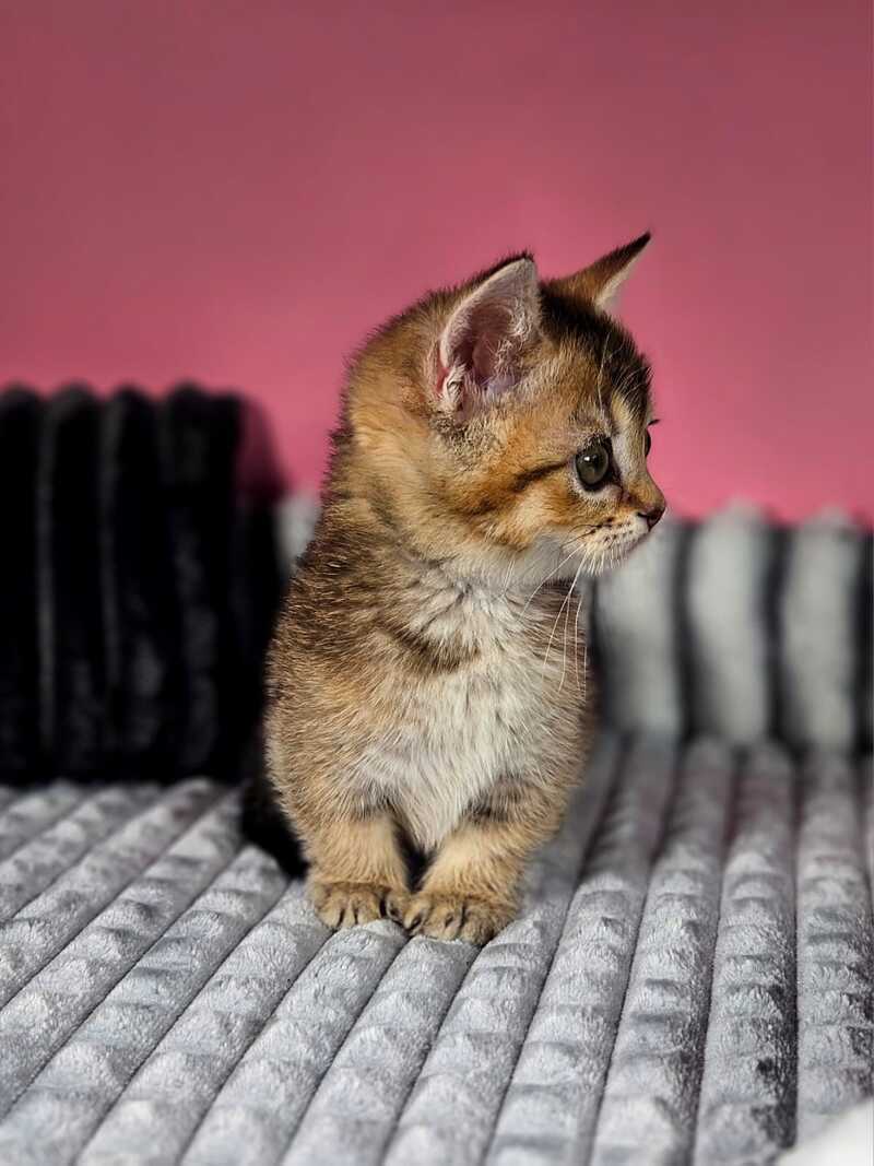 Mikaella Munchkin female, black ticked tabby