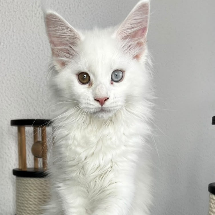 Bentley Maine Coon female, white