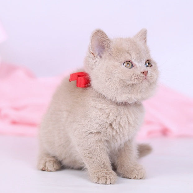 Nella British Shorthair female, fawn