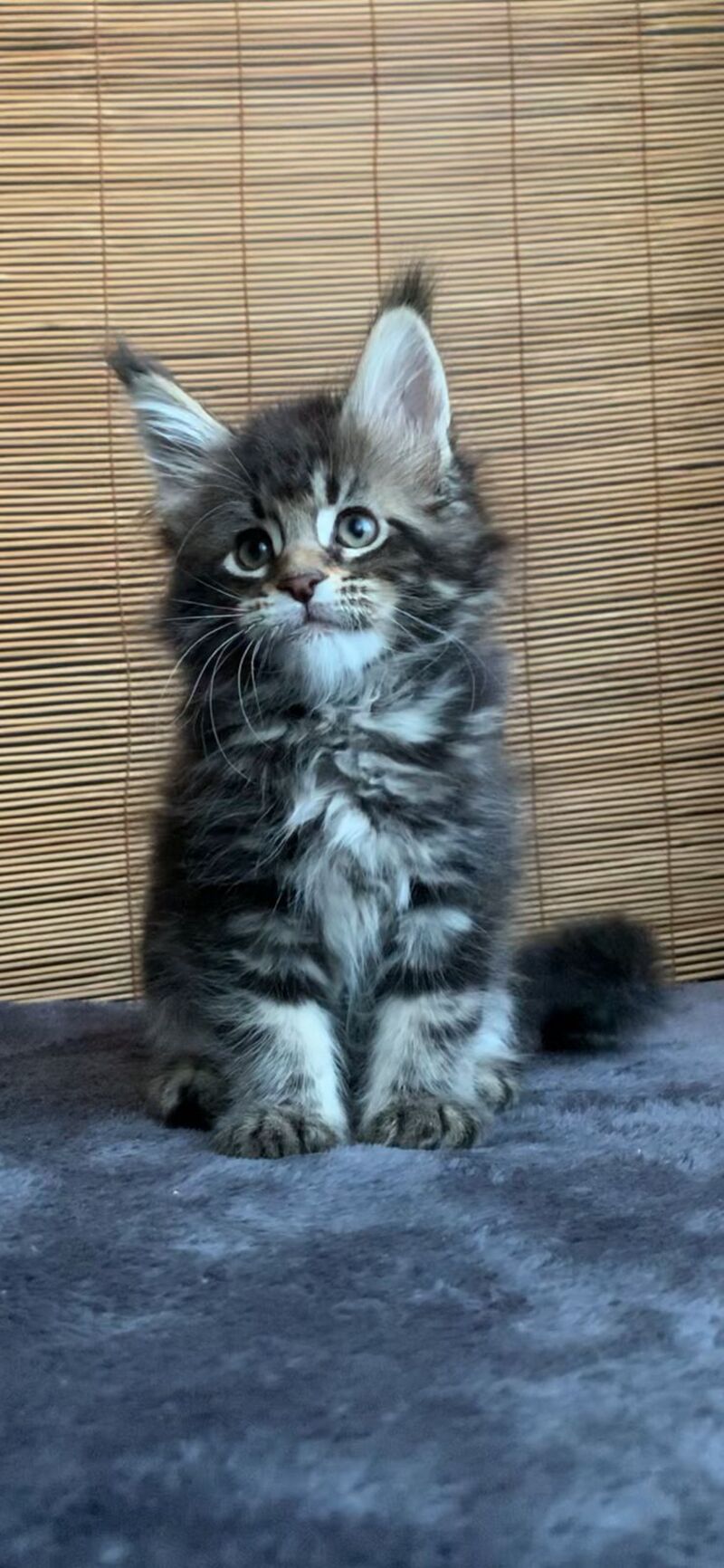Lorelei Maine Coon female black tabby live animals