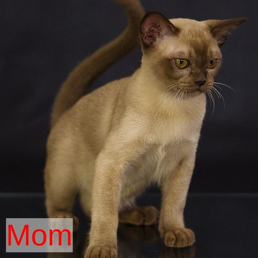 Urus Burmese male, black