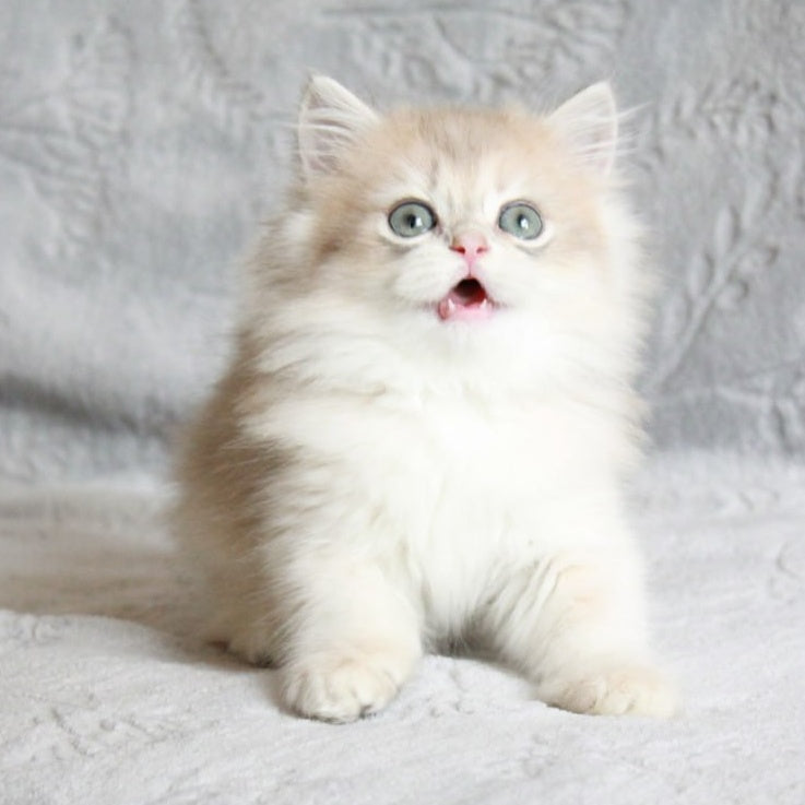 Kaiser British Longhair male, blue golden chinchilla