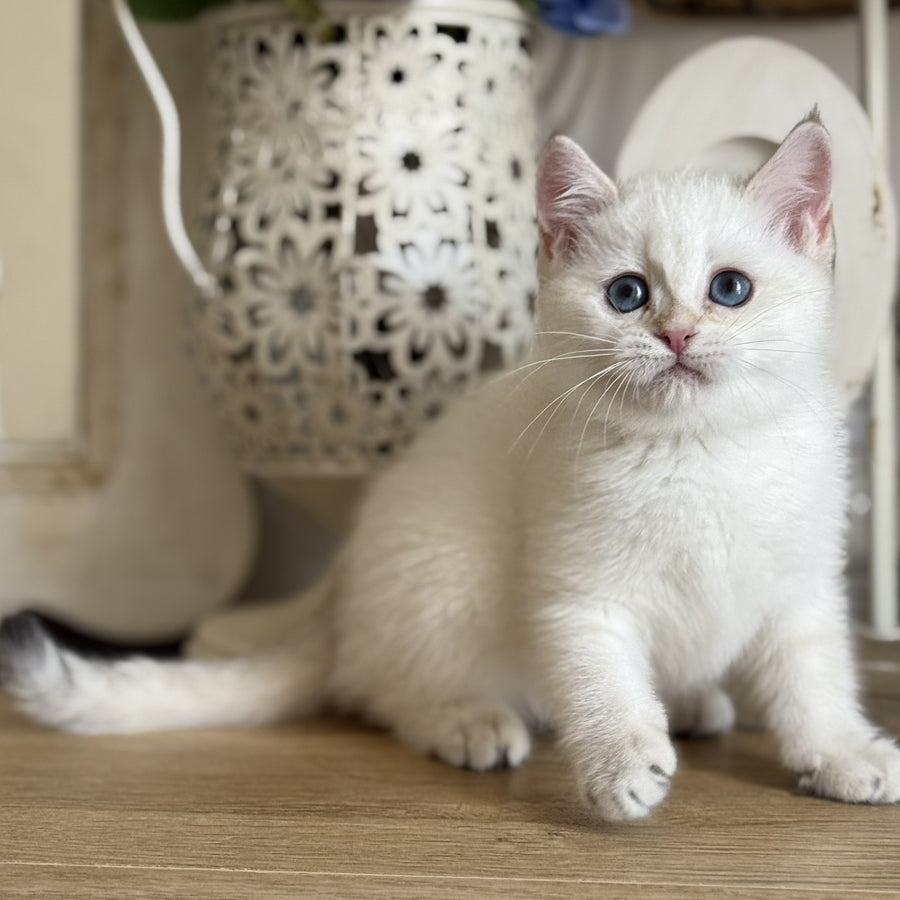 Maya British Shorthair female, black golden shaded pointed