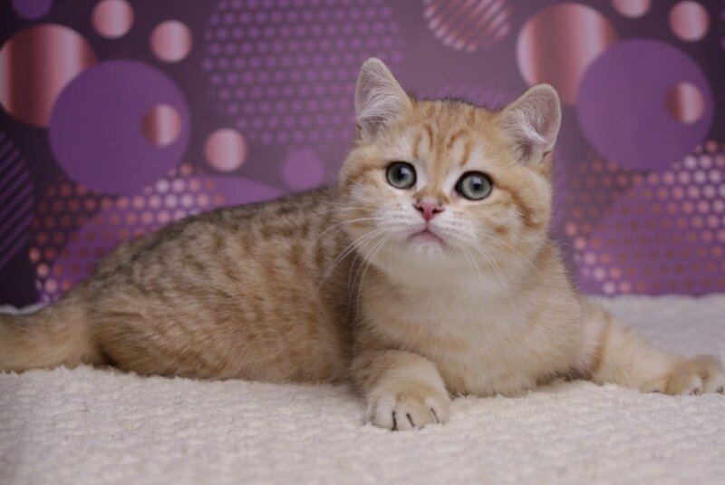 Batman British Shorthair male, black golden spotted tabby