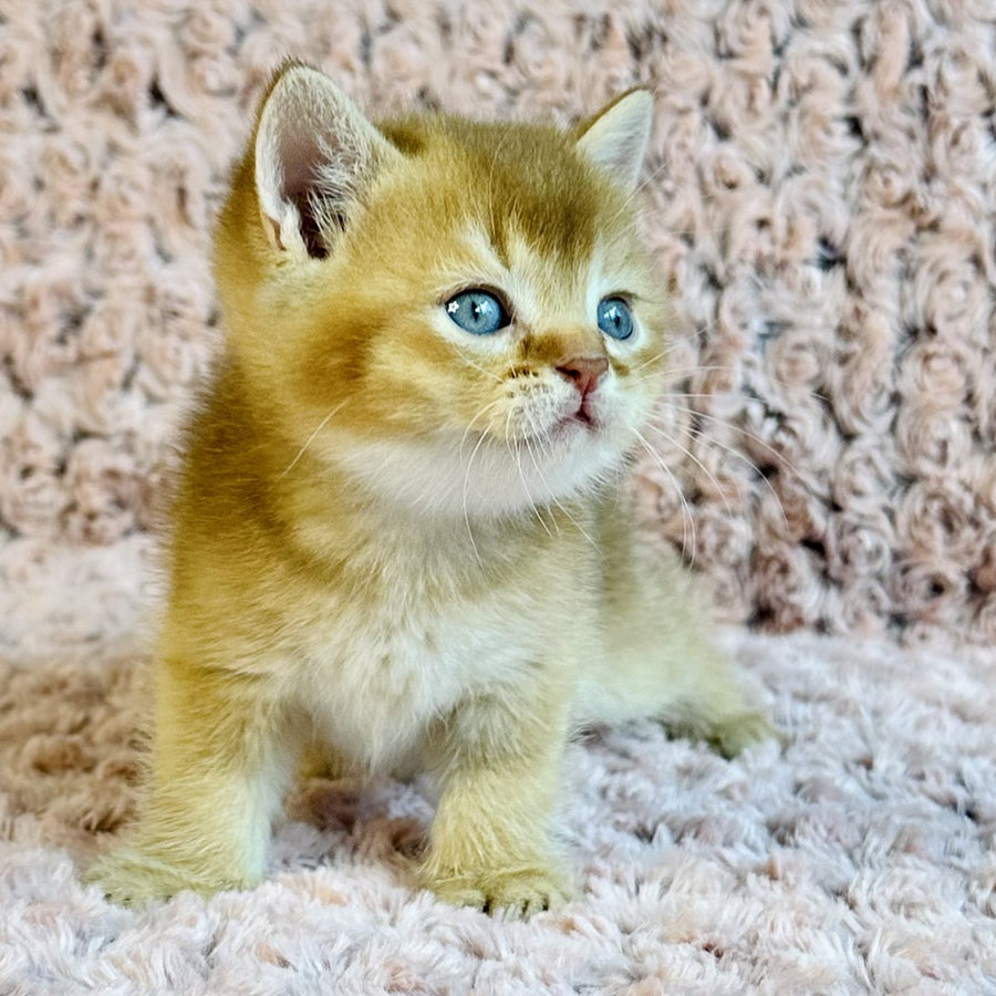 Golden Prince British Shorthair male, cinnamon golden shaded