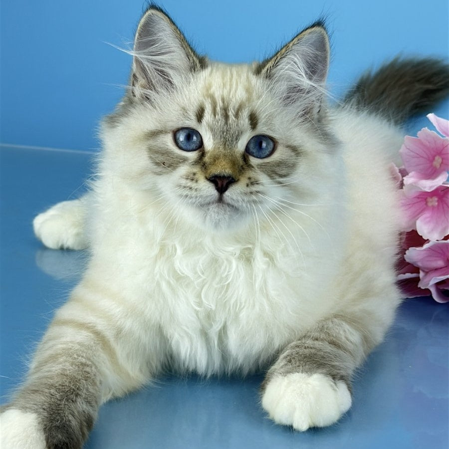 Arctic Siberian male, black tabby pointed bicolour