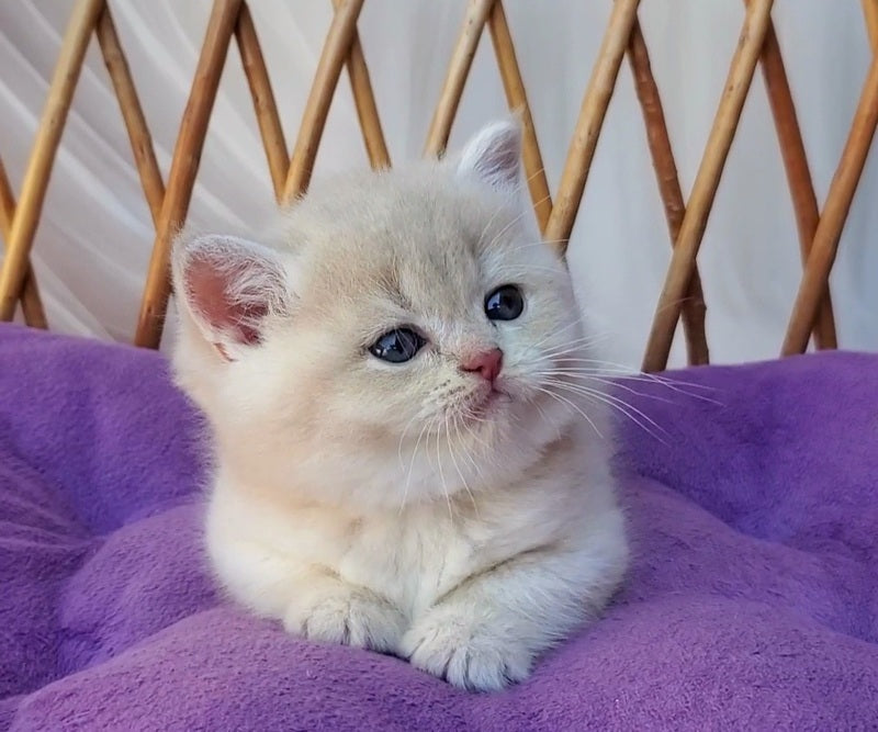 Willy British Shorthair male, lilac golden chinchilla