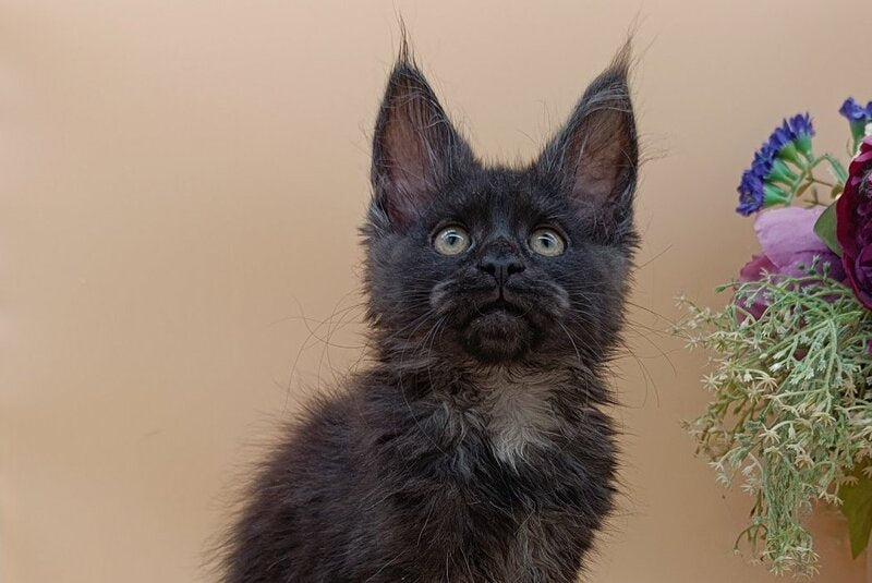Isabelle Maine Coon female black silver - live animals