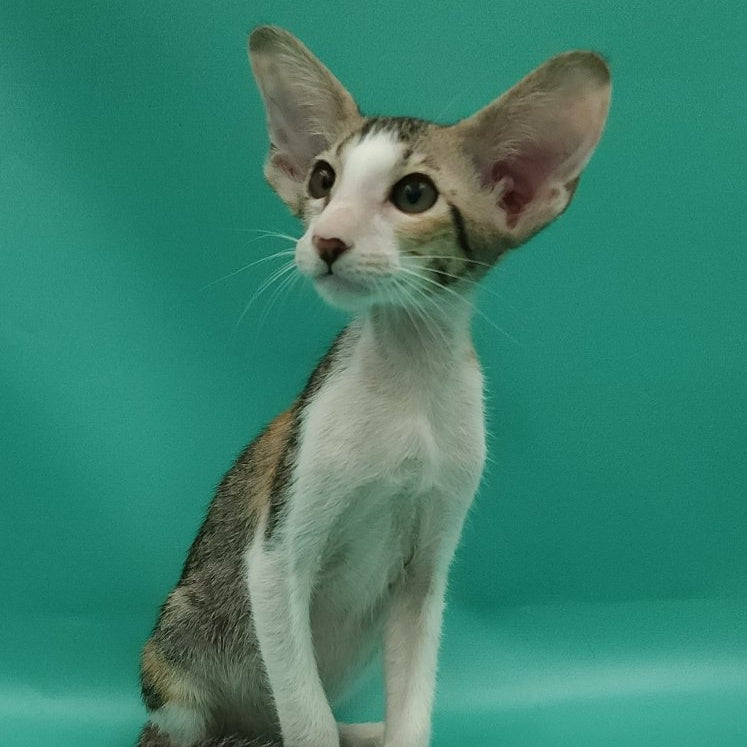 Valery Oriental Shorthair female, black tortie bicolour spotted tabby