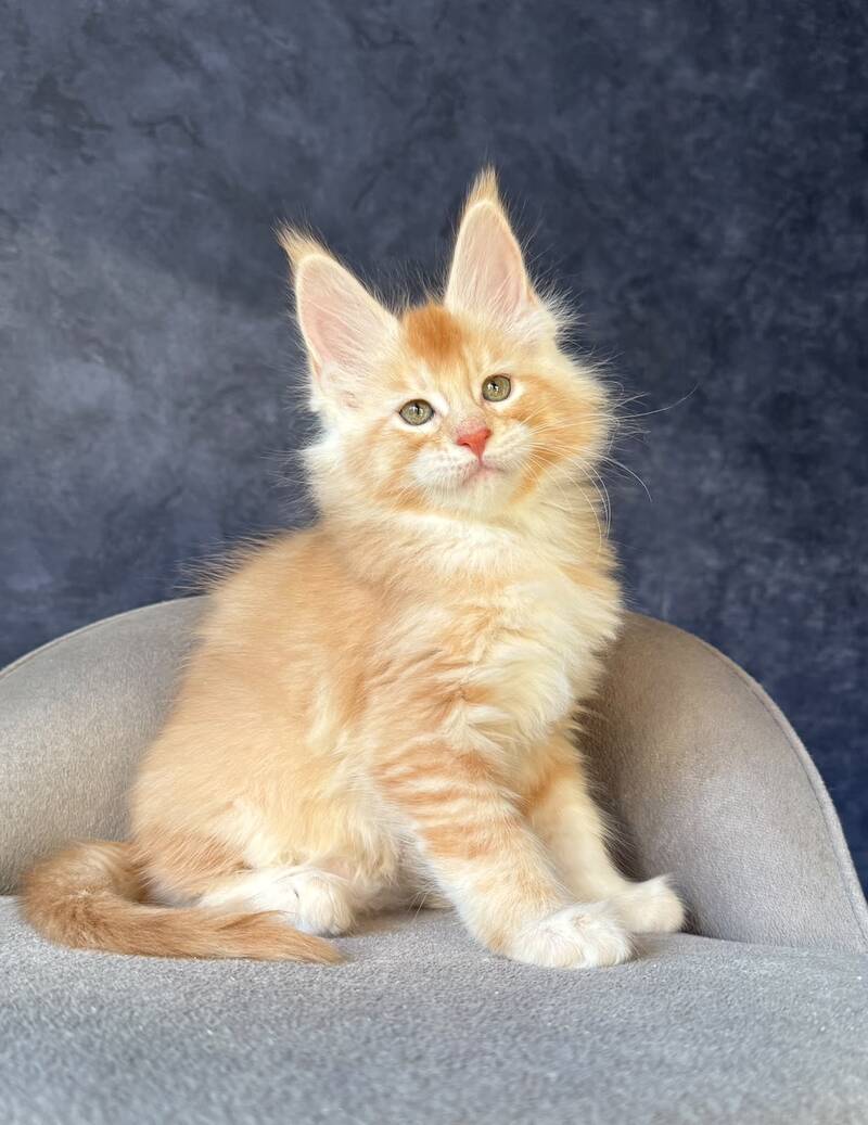 Hamelin Maine Coon male, red silver ticked tabby