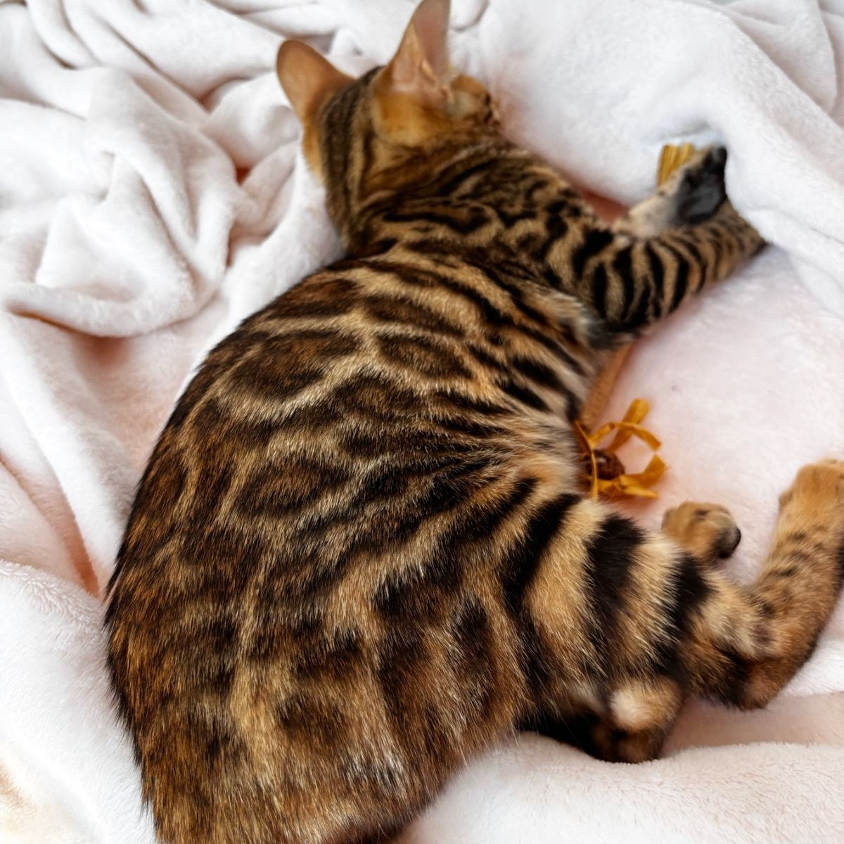 Deizi Bengal female, black spotted tabby