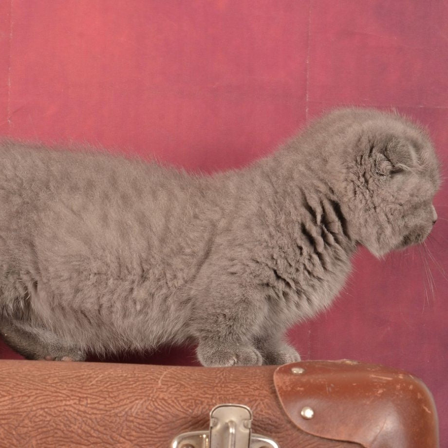 Marshmellow Munchkin male, blue