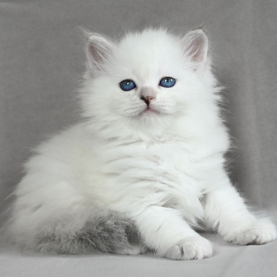 Holli Siberian female, blue tortie tabby pointed
