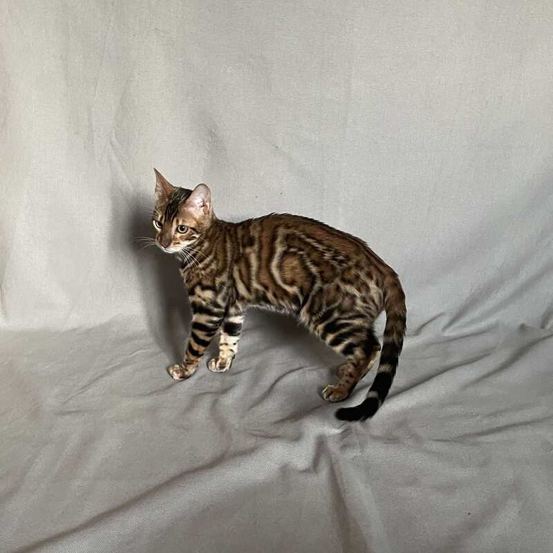 Joker Bengal male, black spotted tabby
