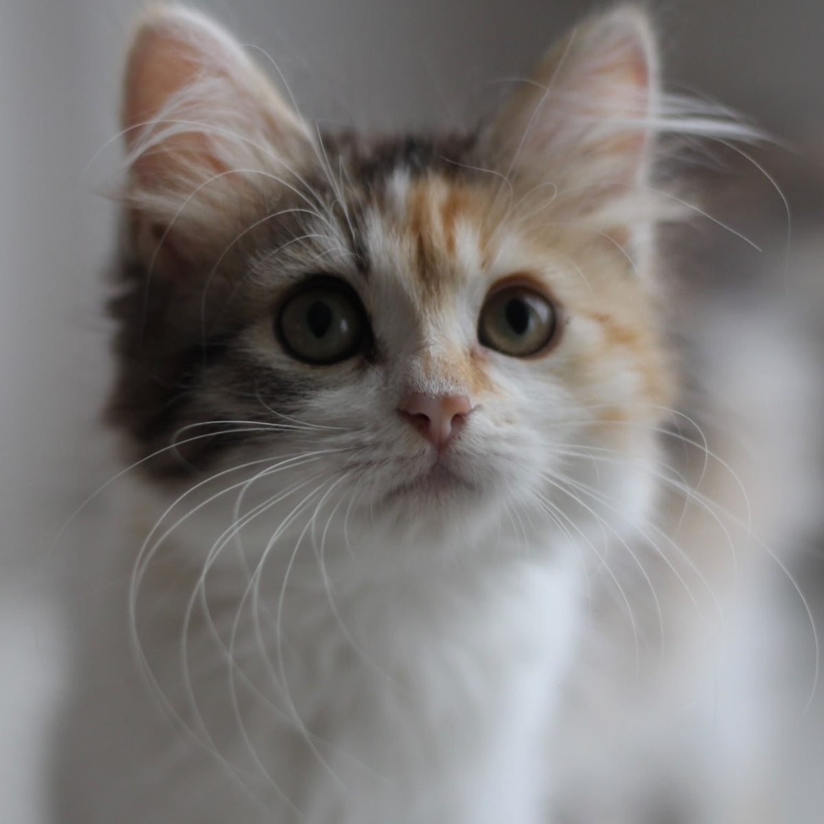 Kvetka Siberian female, black tortie tabby bicolour
