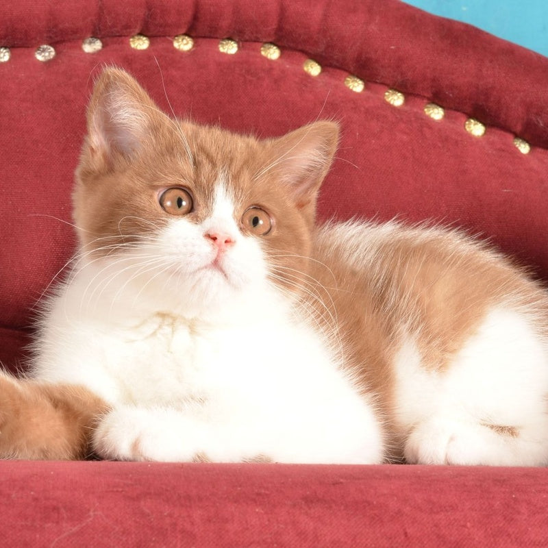 Gerda British Shorthair female, cinnamon spotted tabby