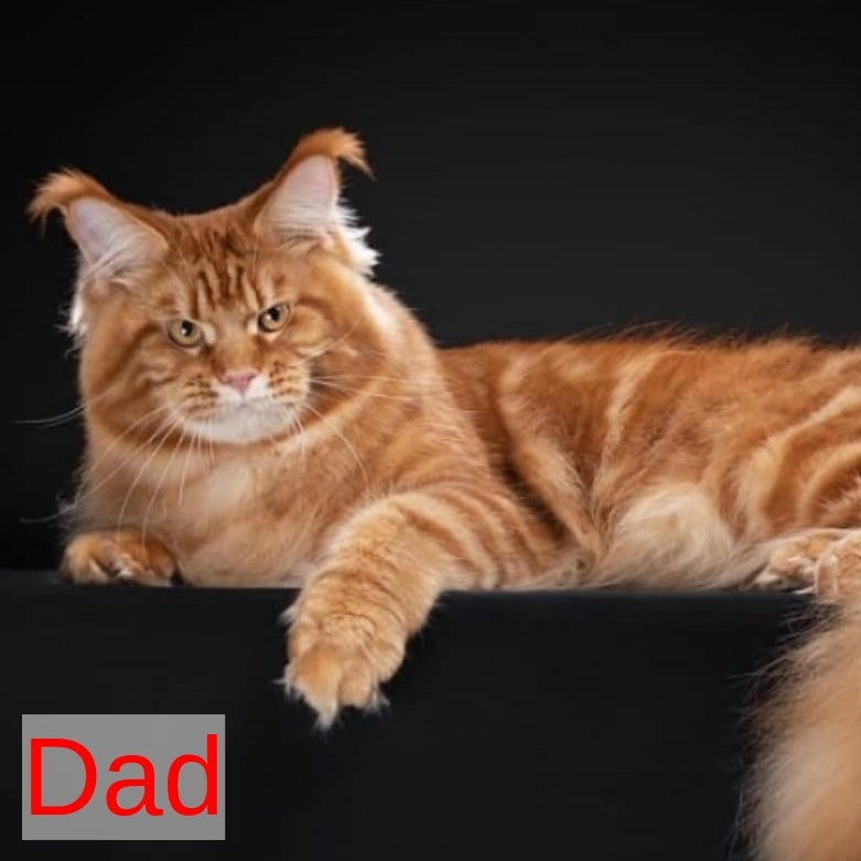 Harry Maine Coon male, black silver