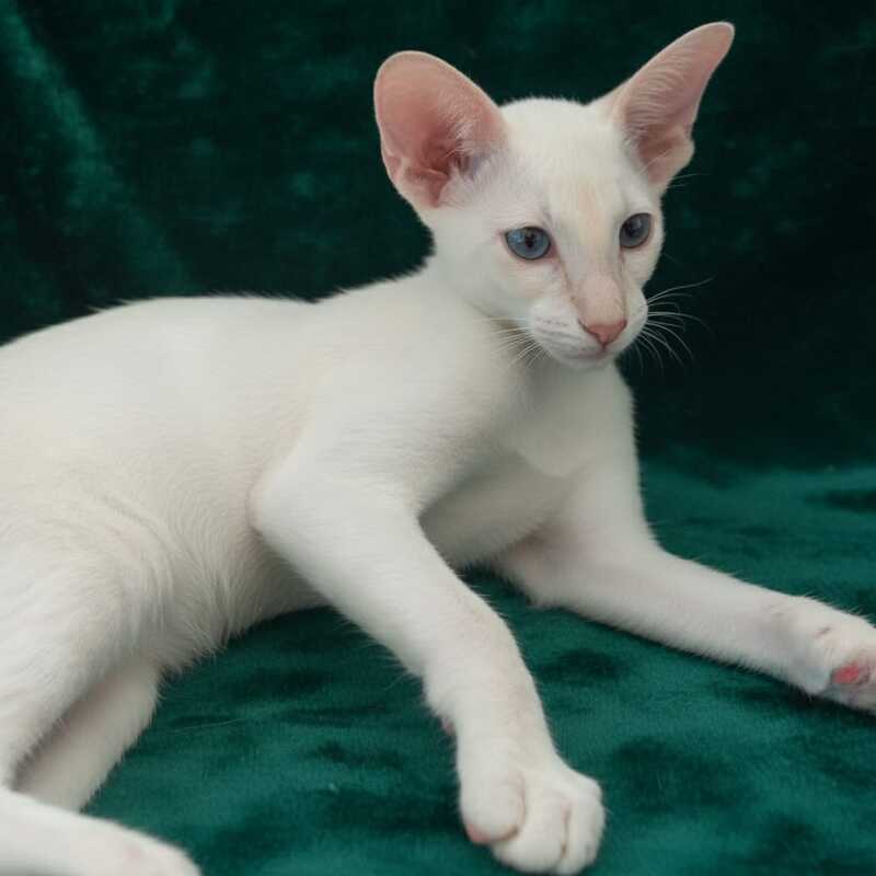 Elton Siamese male, cream tabby