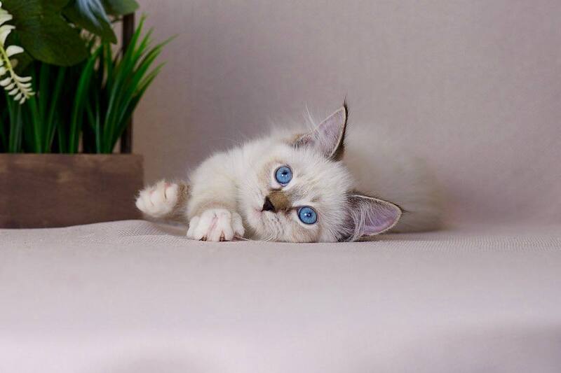 Galaxy Siberian female blue with white tabby pointed - live animals