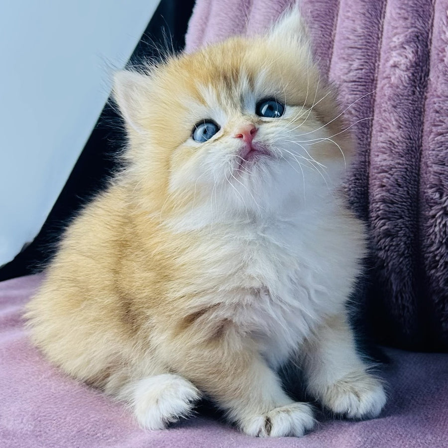 Jazz British Longhair male, black golden chinchilla