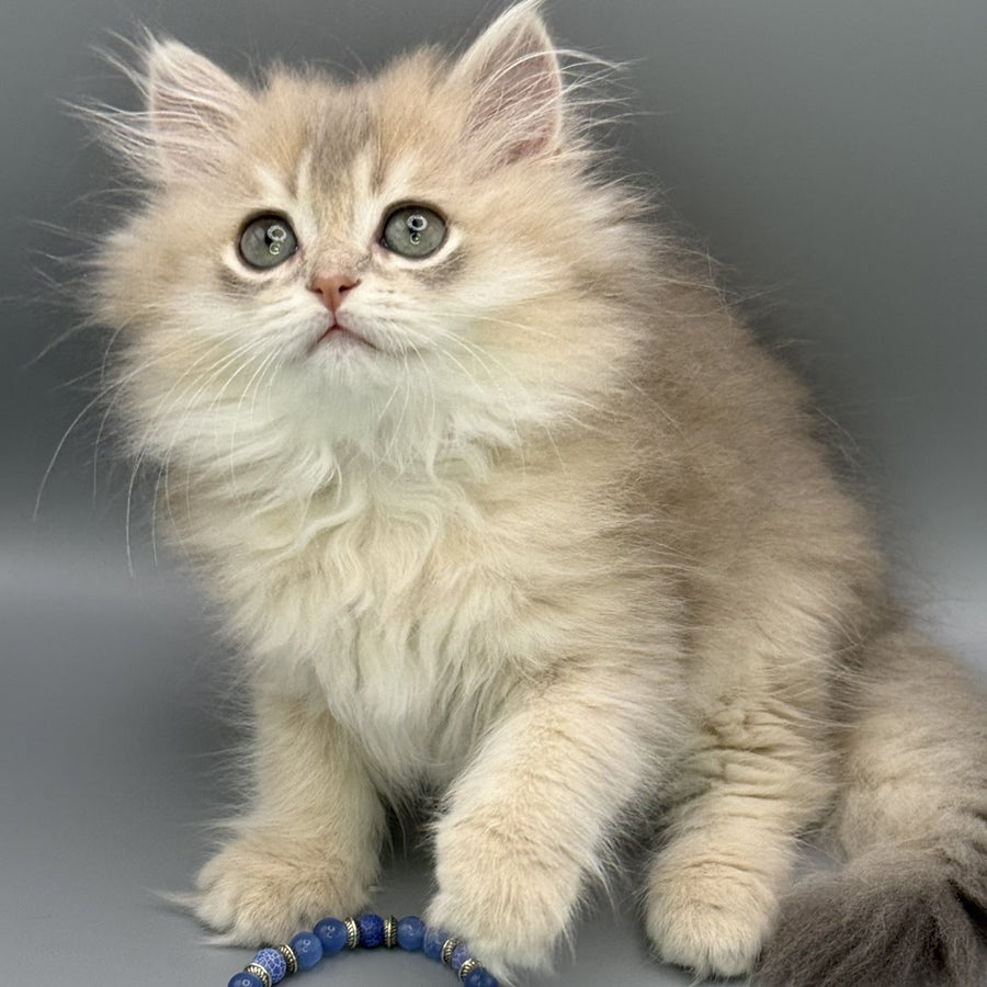 Jardin Scottish Straight female, blue golden shaded
