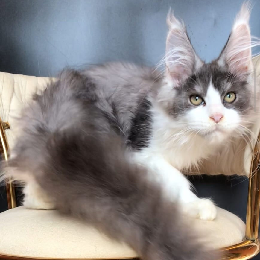 Casanova Maine Coon male, black silver bicolour