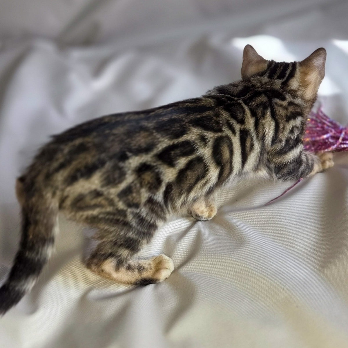 Maui Bengal male, black spotted tabby