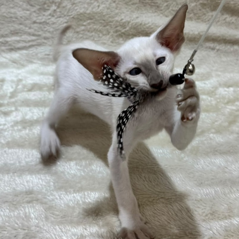 Kairo Siamese male, blue