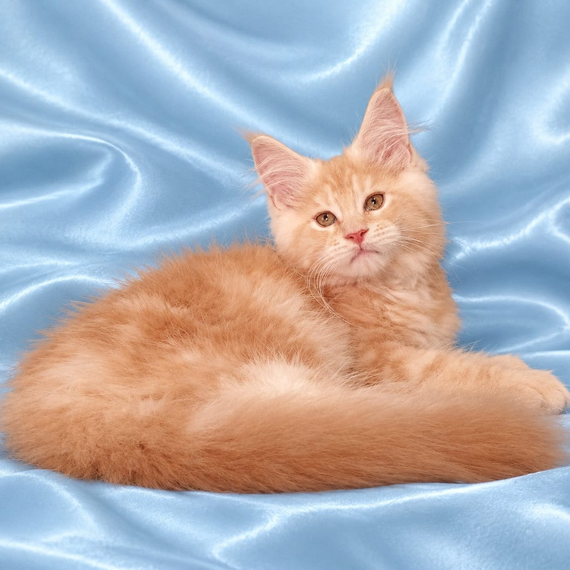 Zefir Maine Coon male, red silver tabby