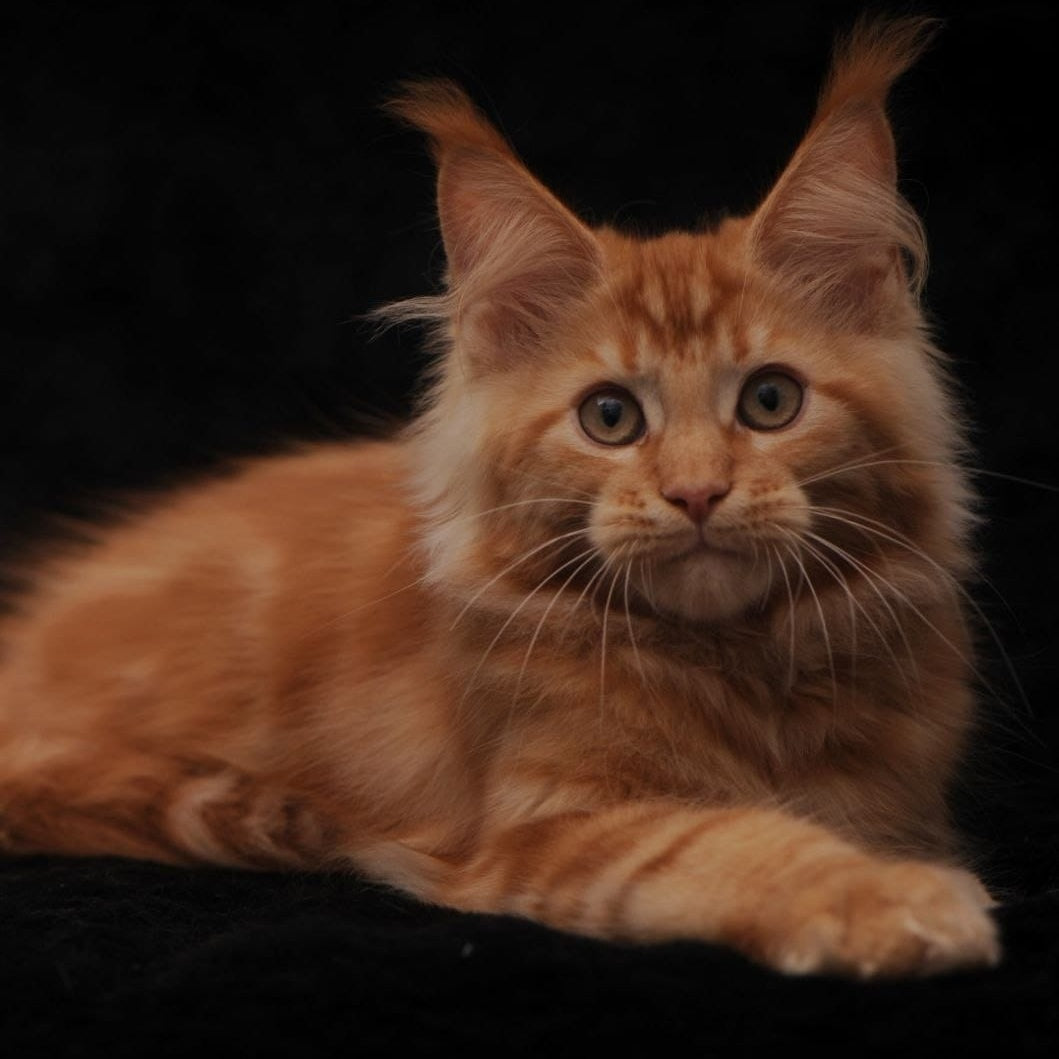 Rеу Maine Coon male, red