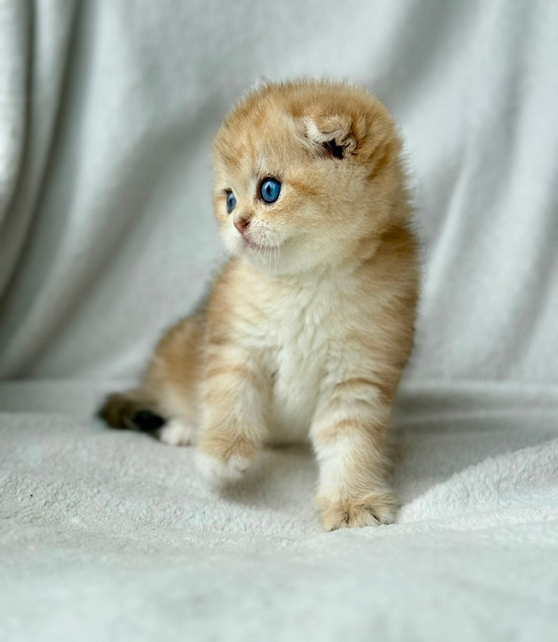 Xena Scottish Fold female black golden tabby - live animals