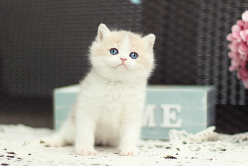 Alvin British Shorthair male blue golden shaded bicolour - live animals